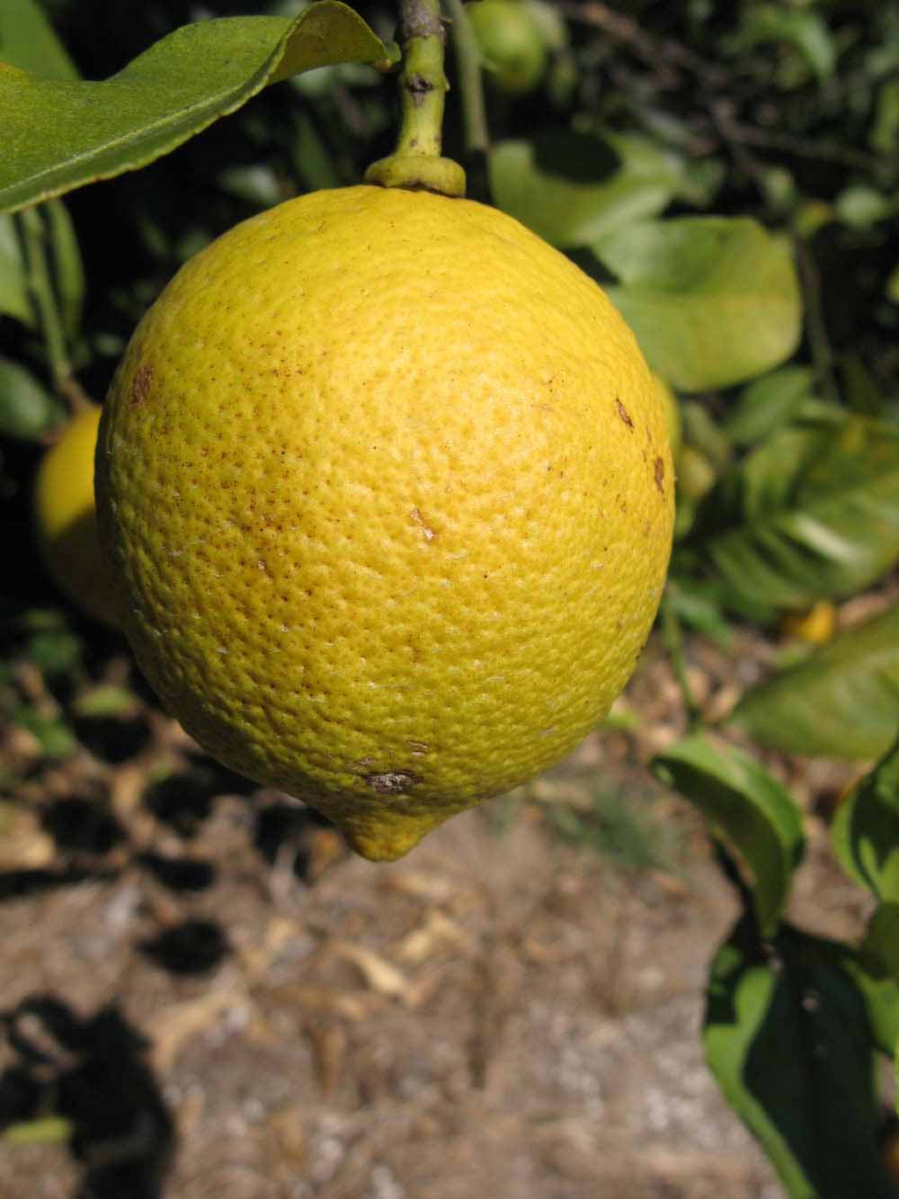              Fruit (Todo del Ano, Winter Haven, FL)       